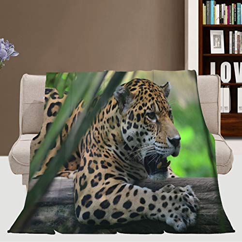 MinGz Rain Blanket,A Jaguar in The Amazon Rain Forest Iquitos Peru,Lightweight and Comfortable Plush Blanket for Living Room/Bedroom,Baby Size: 31Wx47L Inch